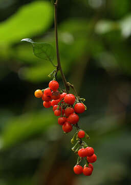 Image of Solanum terminale Forsk.