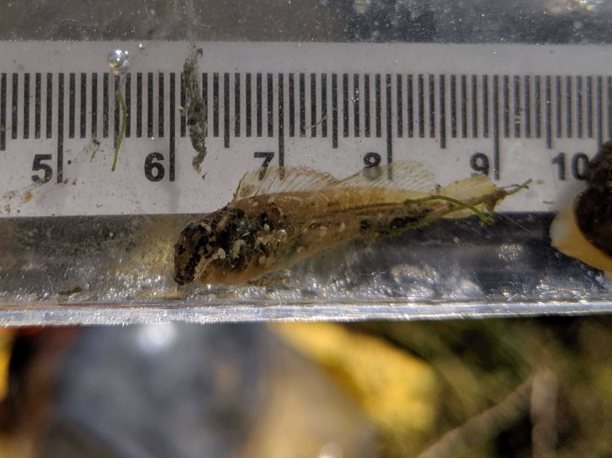 Image of Bay blenny