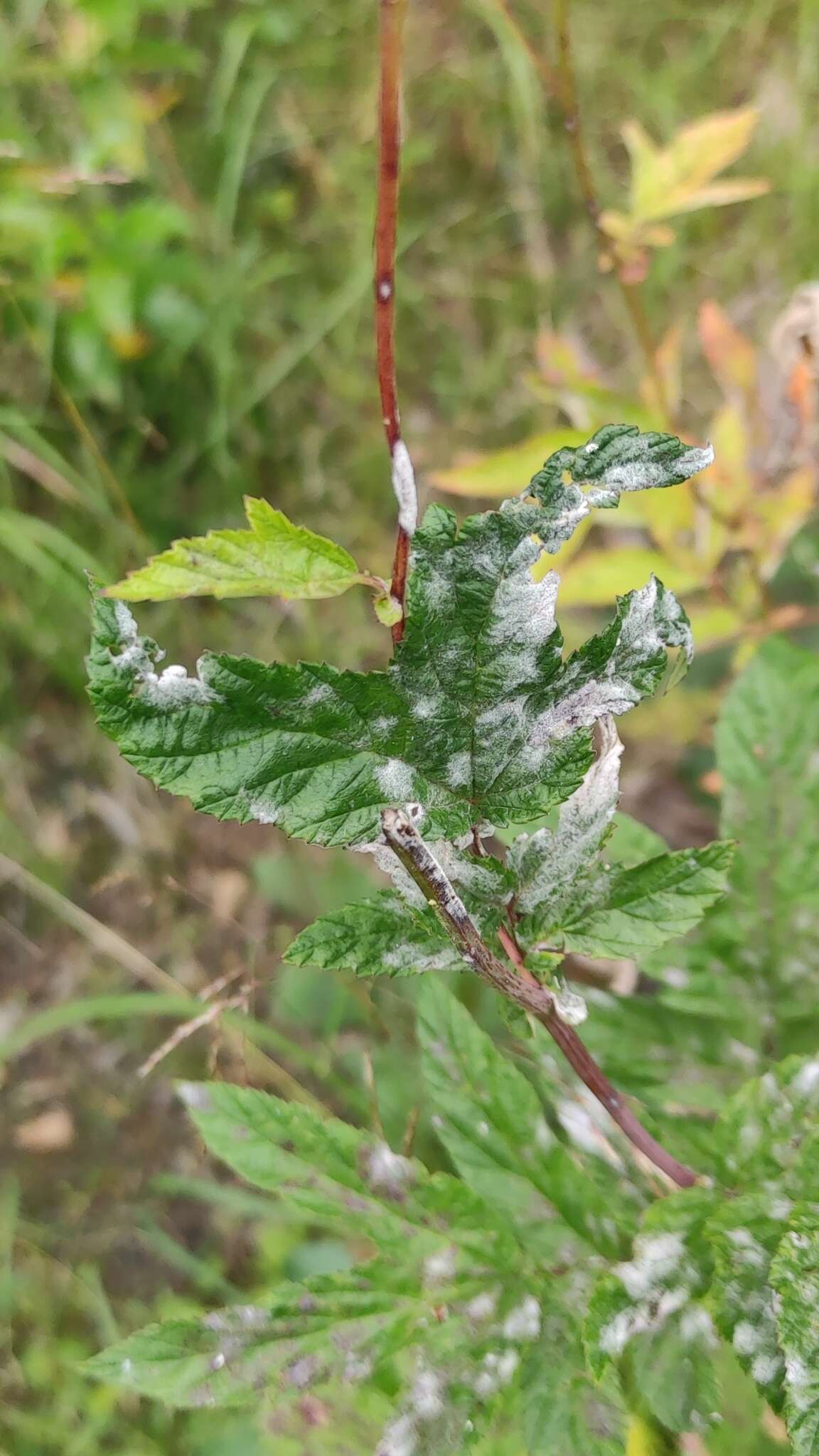 Podosphaera filipendulae (Z. Y. Zhao) T. Z. Liu & U. Braun 2010的圖片