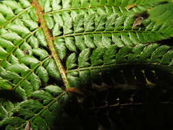 Image of Soft Shield Fern