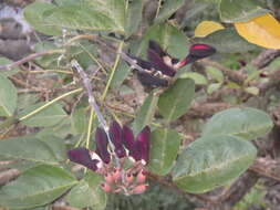 Erythrina fusca Lour. resmi