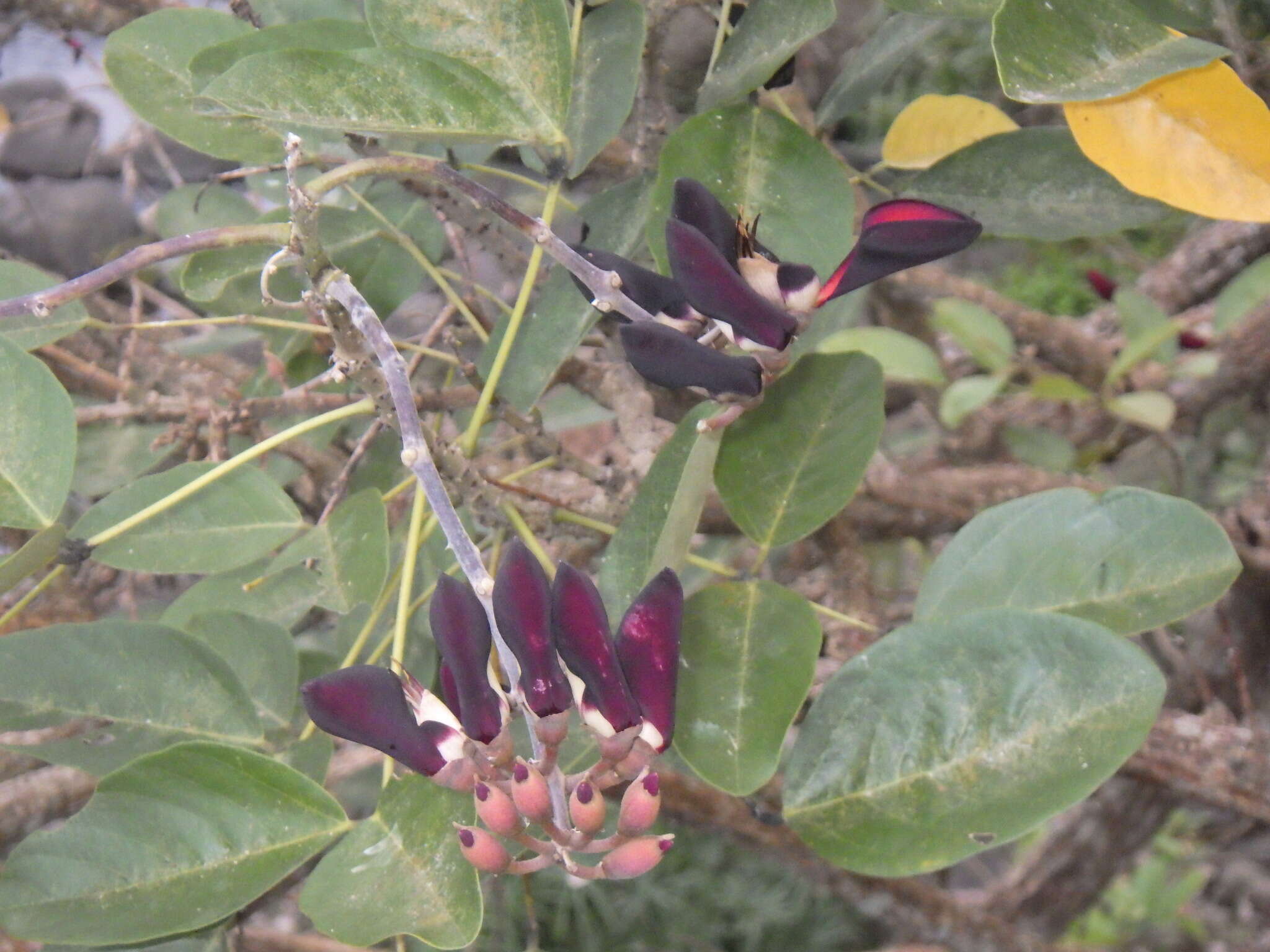 Erythrina fusca Lour. resmi