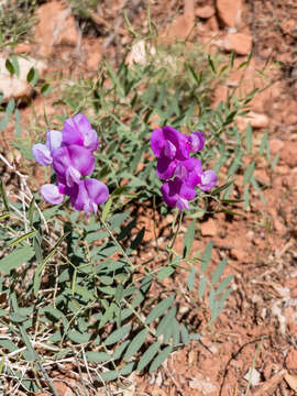 Image of bush pea