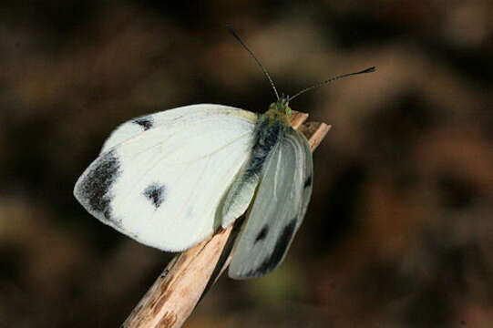 Image of Pieris mannii alpigena