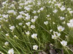 Image de Cherleria yukonensis (Hultén) A. J. Moore & Dillenb.