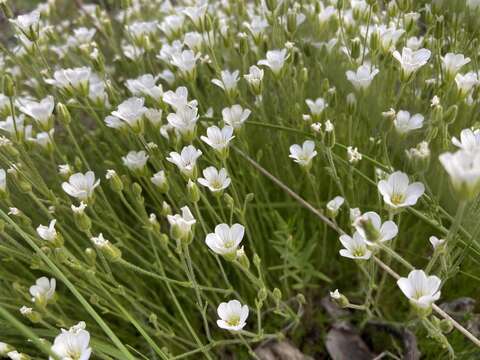 Plancia ëd Cherleria yukonensis (Hultén) A. J. Moore & Dillenb.