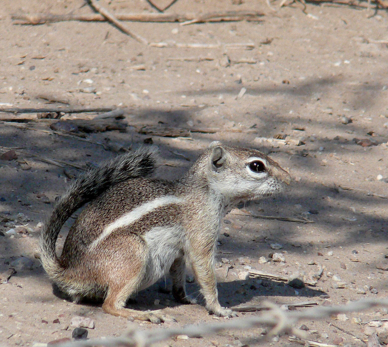 Plancia ëd Ammospermophilus leucurus extimus Nelson & Goldman 1929