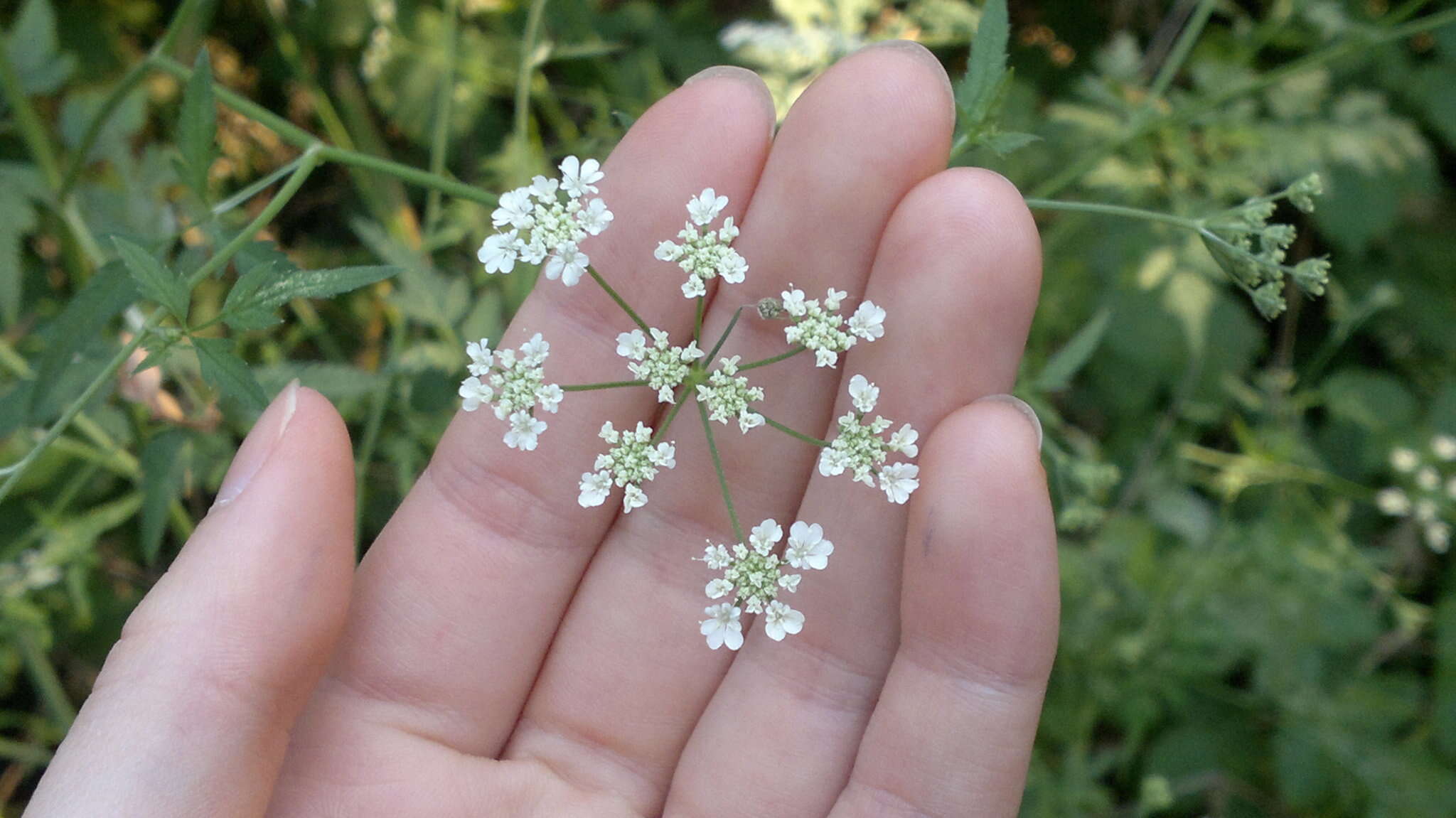 Image of Torilis arvensis subsp. recta Jury