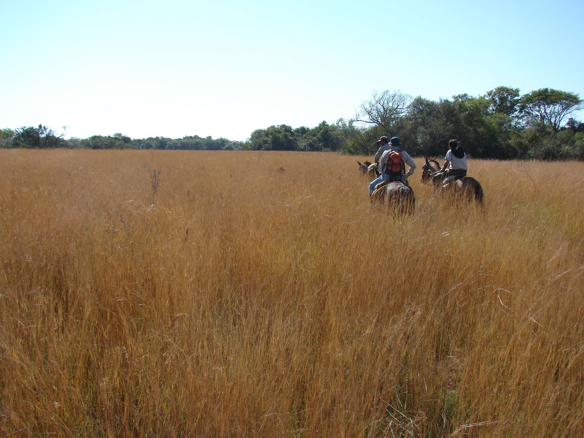 Plancia ëd Andropogon lateralis Nees