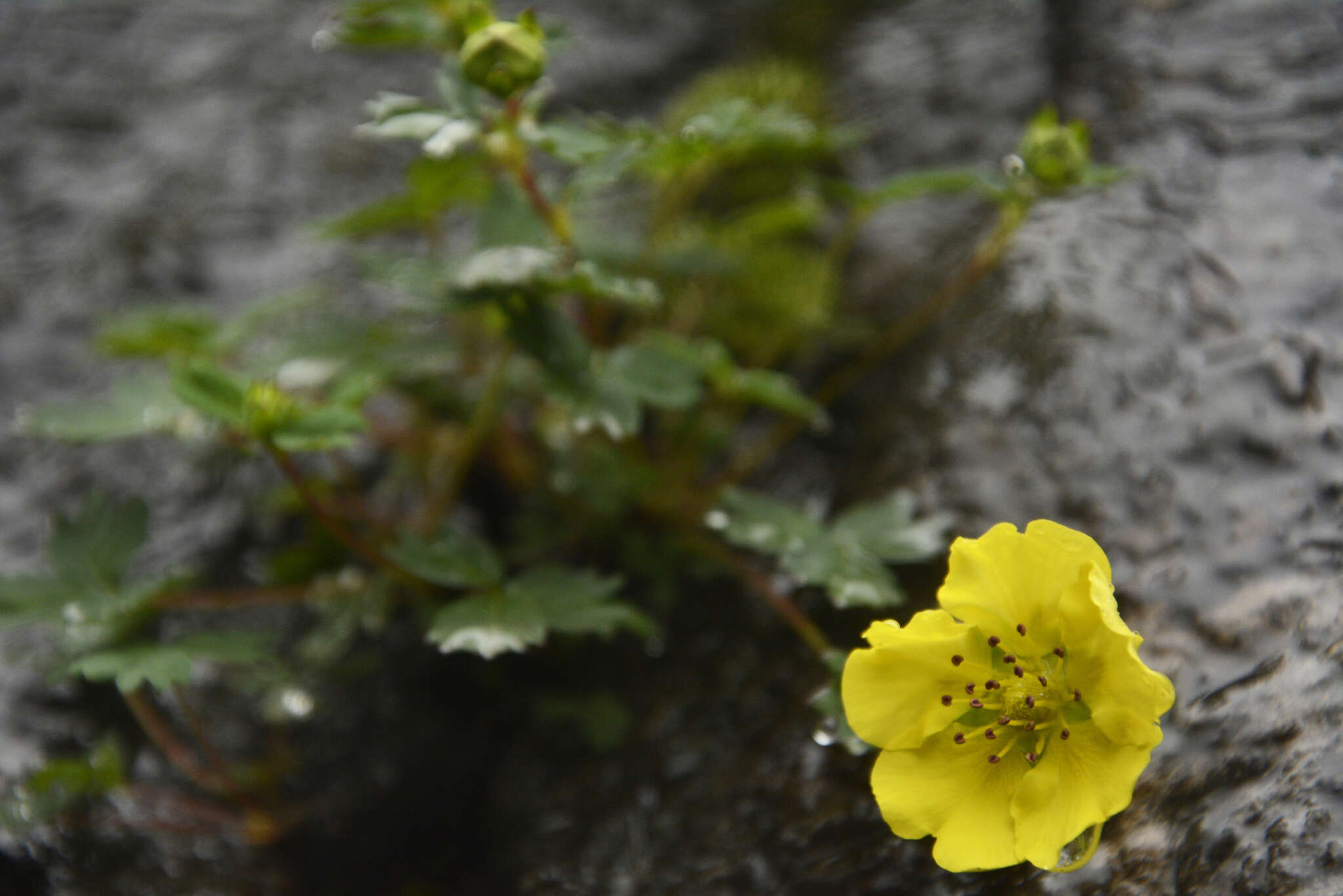 Image de Potentilla eriocarpa Wall.