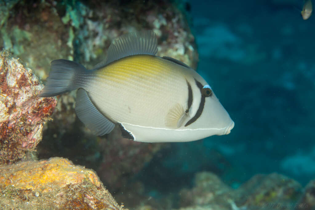 Image of Boomerang triggerfish