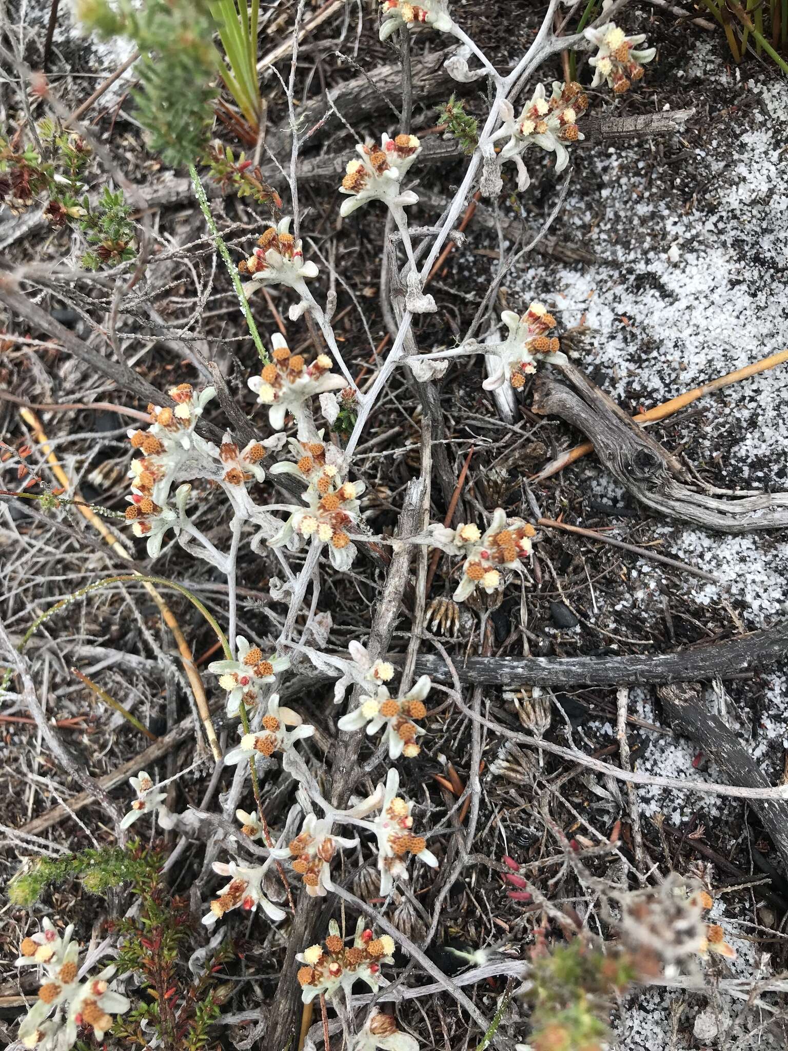 Слика од Helichrysum tinctum (Thunb.) Hilliard & Burtt