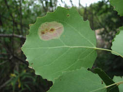 Phyllonorycter apparella (Herrich-Schäffer 1855) resmi