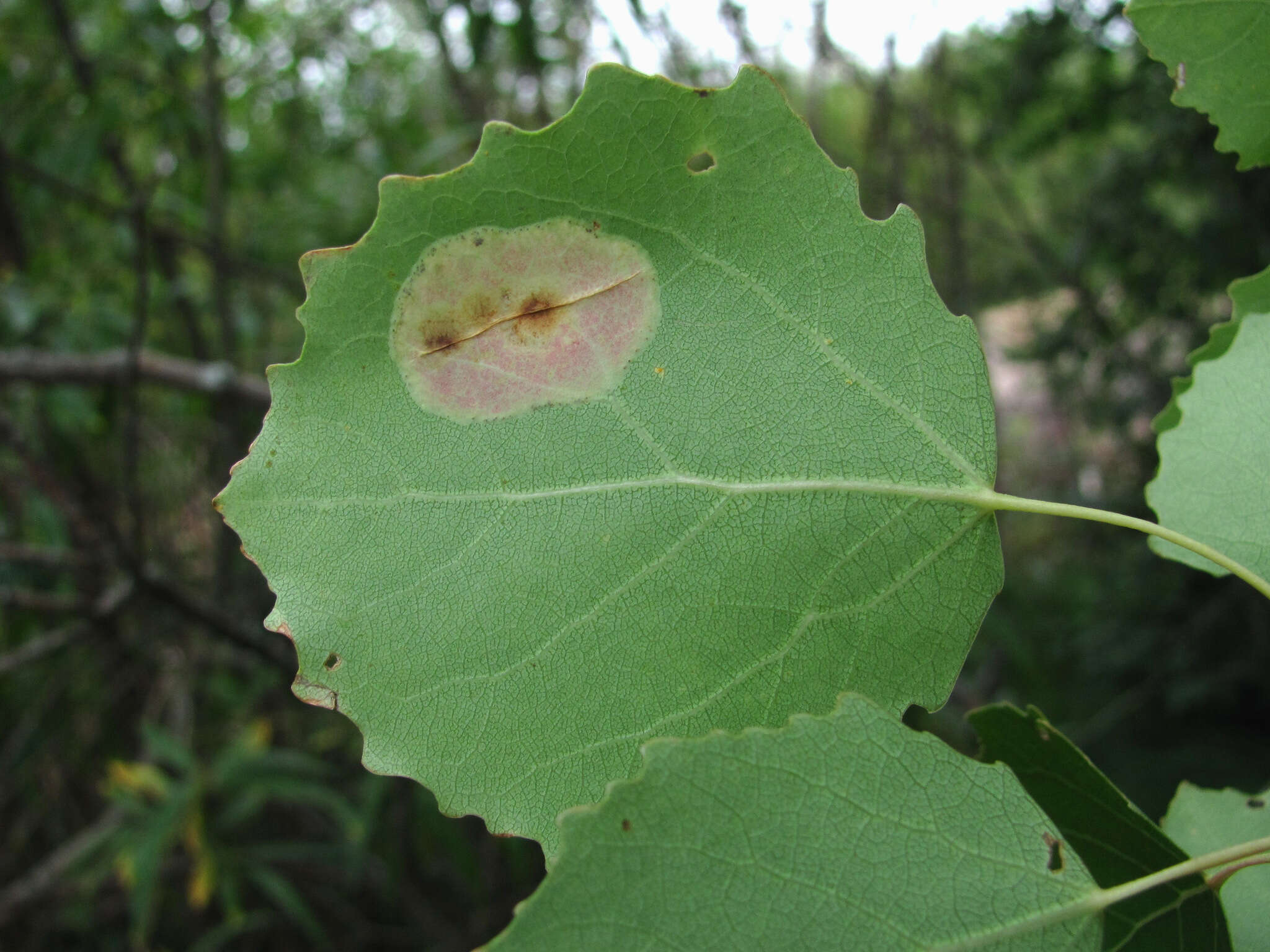 Image of Aspen Leaf Blotch Miner Moth