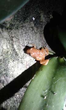 Image of Yellow Dyer Rainfrog