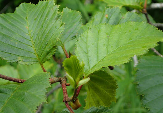 Image of Sitka alder