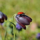 Image of Fritillaria obliqua Ker Gawl.