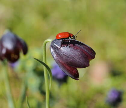 Image of Fritillaria obliqua Ker Gawl.