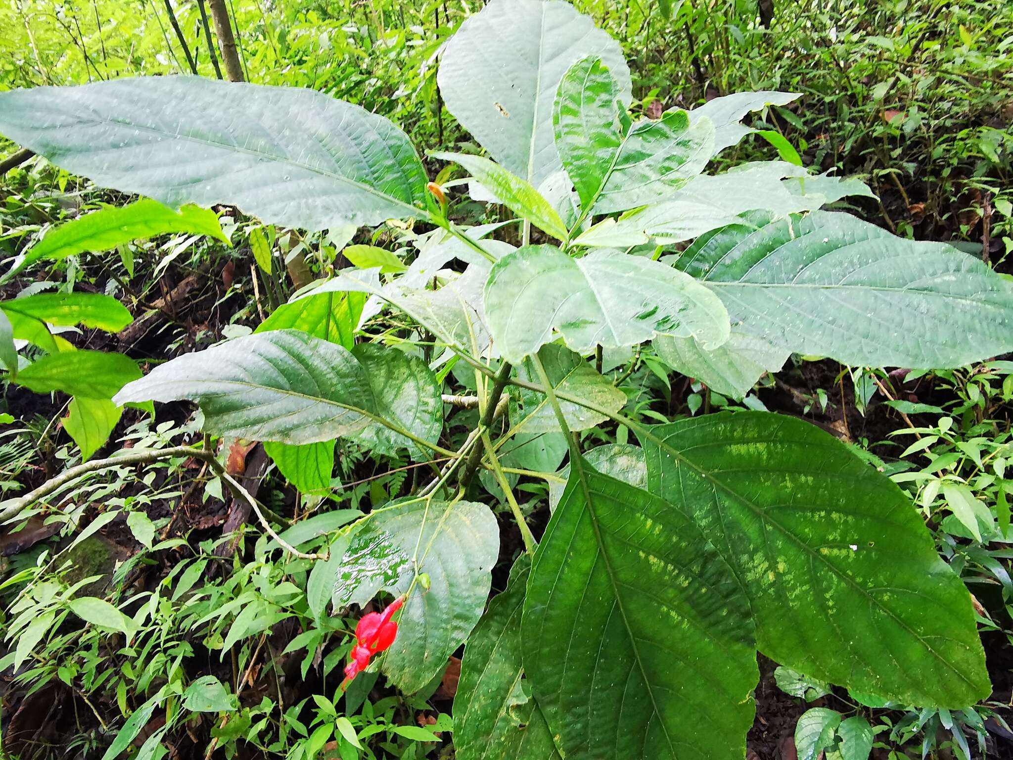 صورة Ruellia macrophylla Vahl