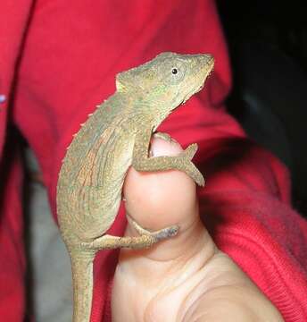 Image of Setaro's Dwarf Chameleon