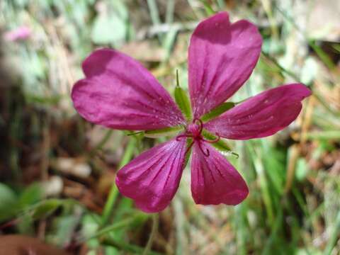 Imagem de Geranium oaxacanum H. E. Moore