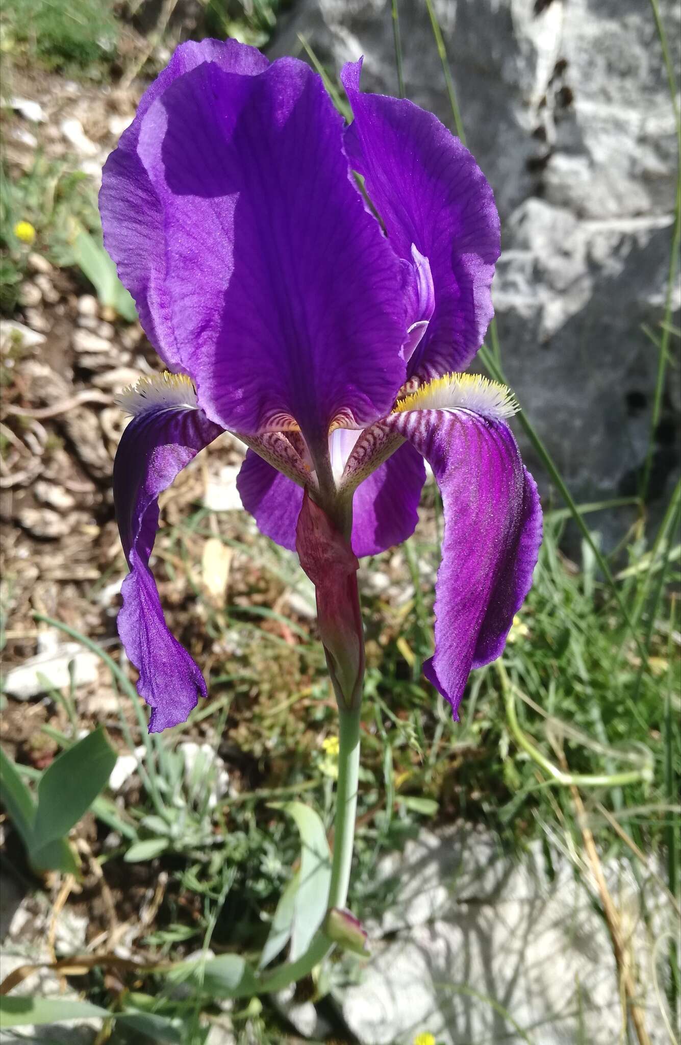 Plancia ëd Iris marsica I. Ricci & Colas.