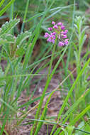 Sivun Allium bisceptrum var. bisceptrum kuva