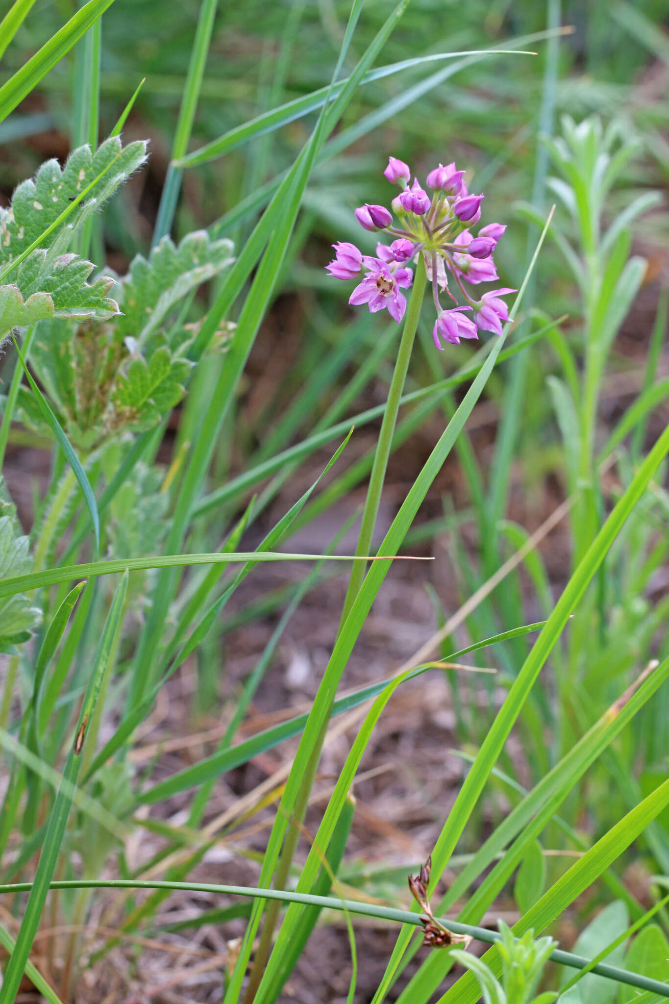 Sivun Allium bisceptrum var. bisceptrum kuva