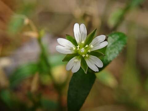 صورة Stellaria vestita Kurz