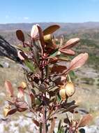 Image of Philgamia hibbertioides Baill.