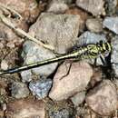 Image of Horned Clubtail