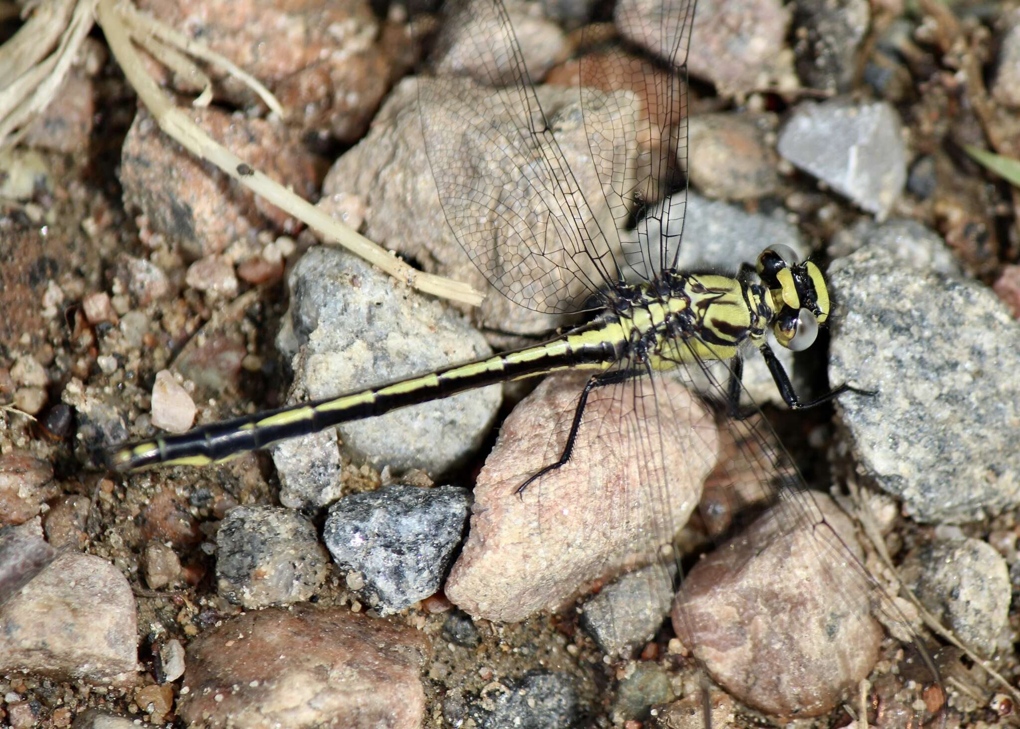 Imagem de Arigomphus cornutus (Tough 1900)