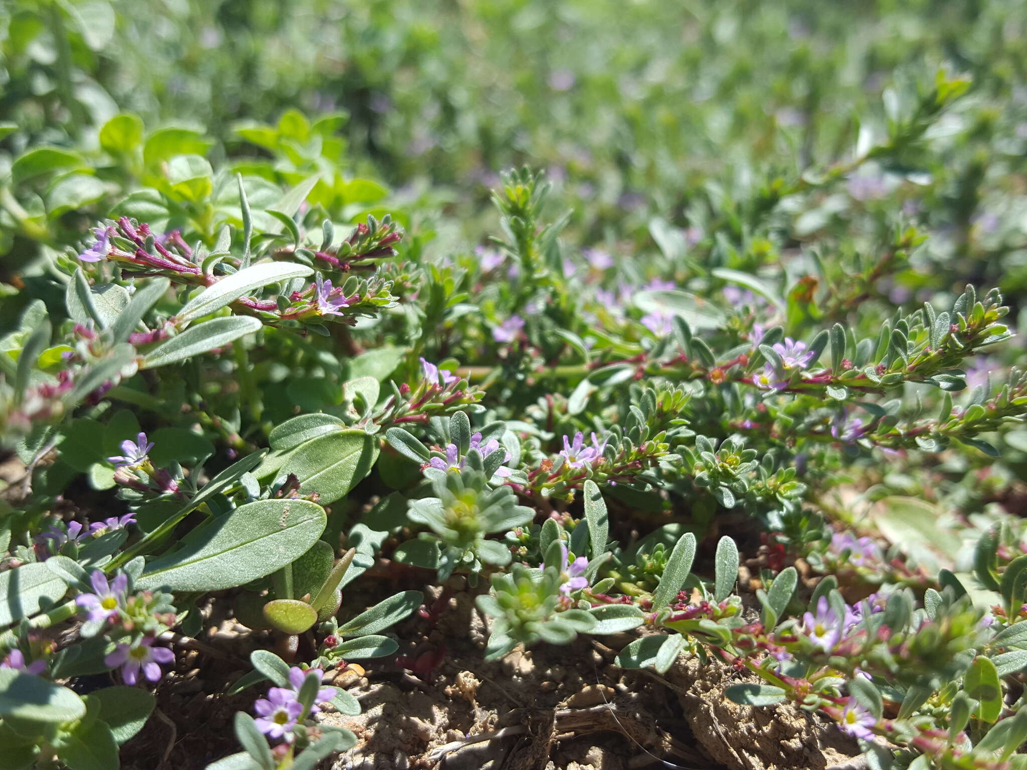 Plancia ëd Lythrum tribracteatum Sprengel