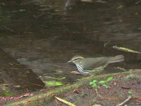 Image of waterthrush