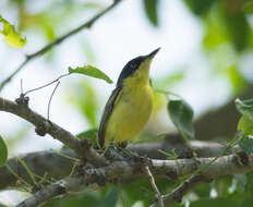 Plancia ëd Todirostrum cinereum (Linnaeus 1766)