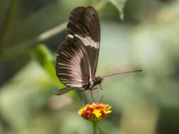 Image of Heliconius clysonymus Latreille 1817