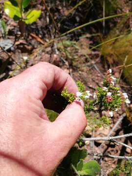 Image of Erica pubescens L.