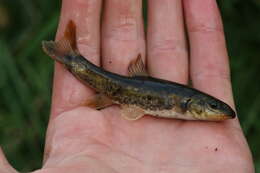 Image of Longnose Dace