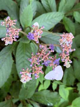 Imagem de Hydrangea densifolia (C. F. Wei) Y. De Smet & Granados