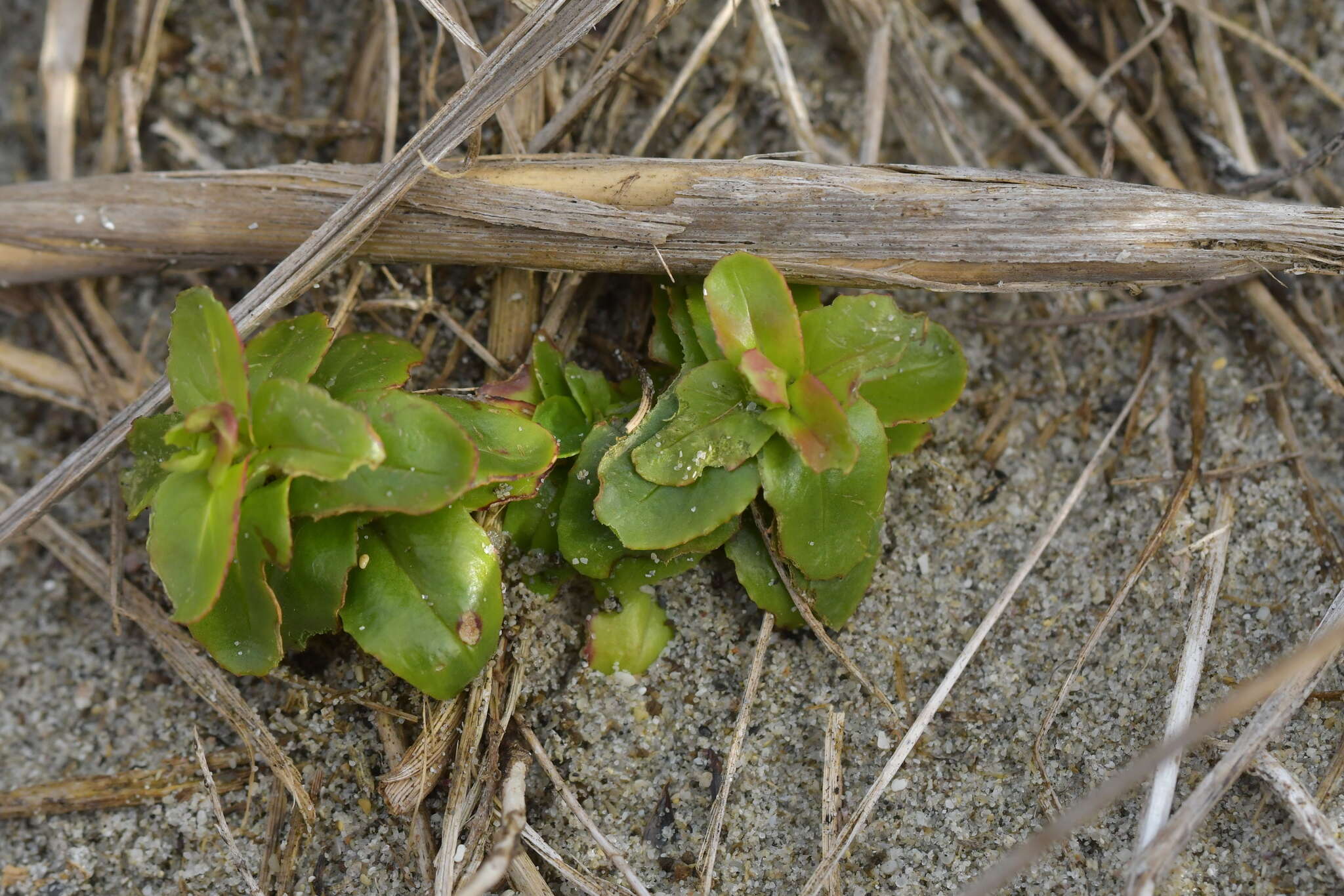 Image of Epilobium billardierianum subsp. billardierianum