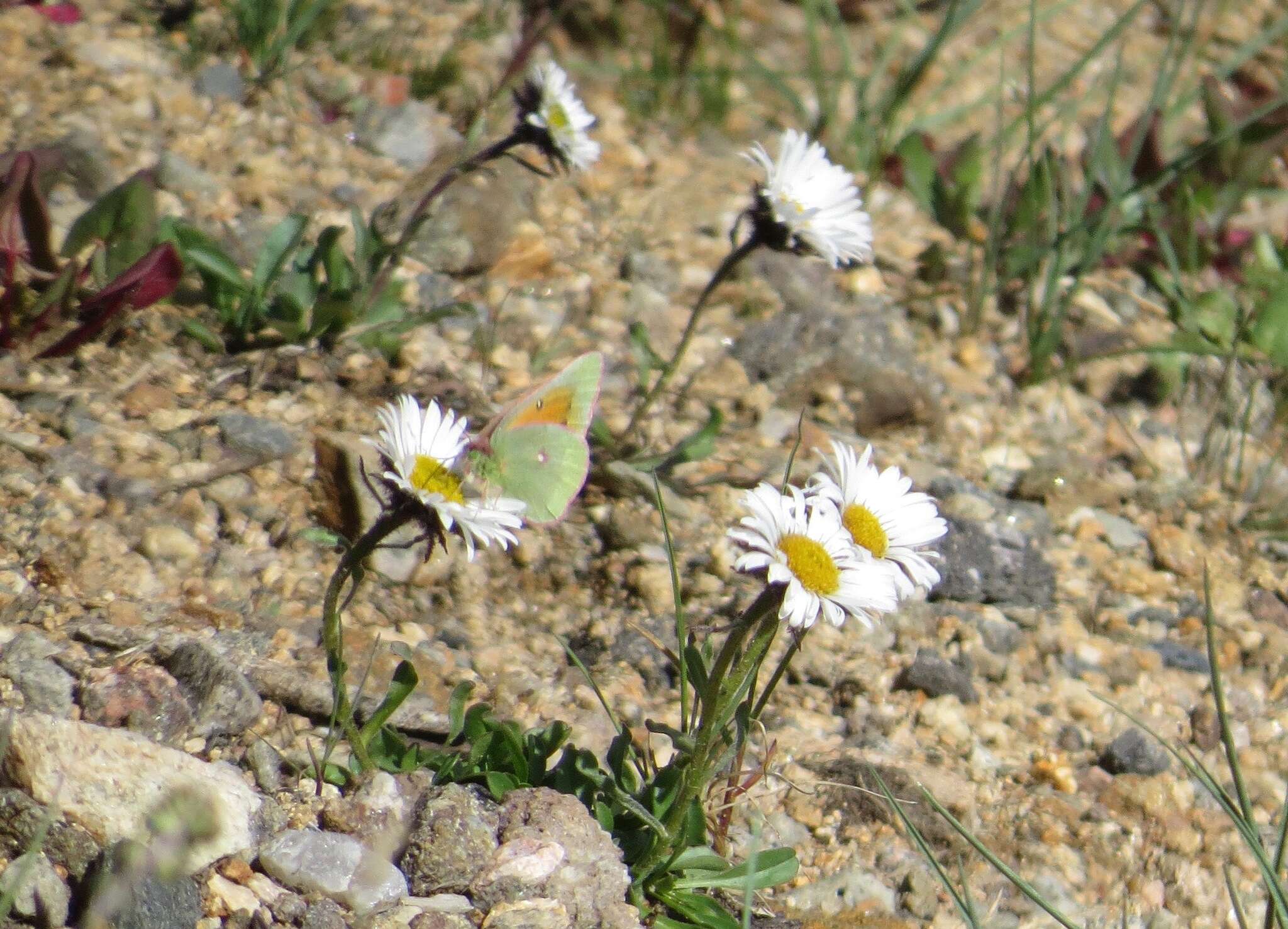 Image of Mead's Sulphur