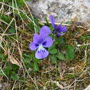 Sivun Viola alpina Jacq. kuva
