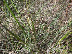 Image de Lepidobolus drapetocoleus F. Muell.