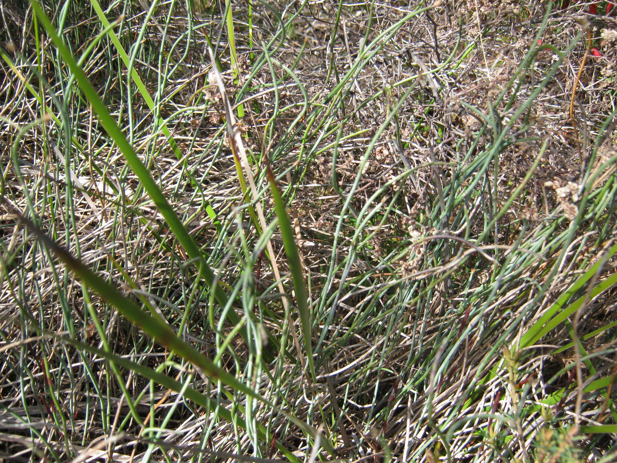 Image de Lepidobolus drapetocoleus F. Muell.