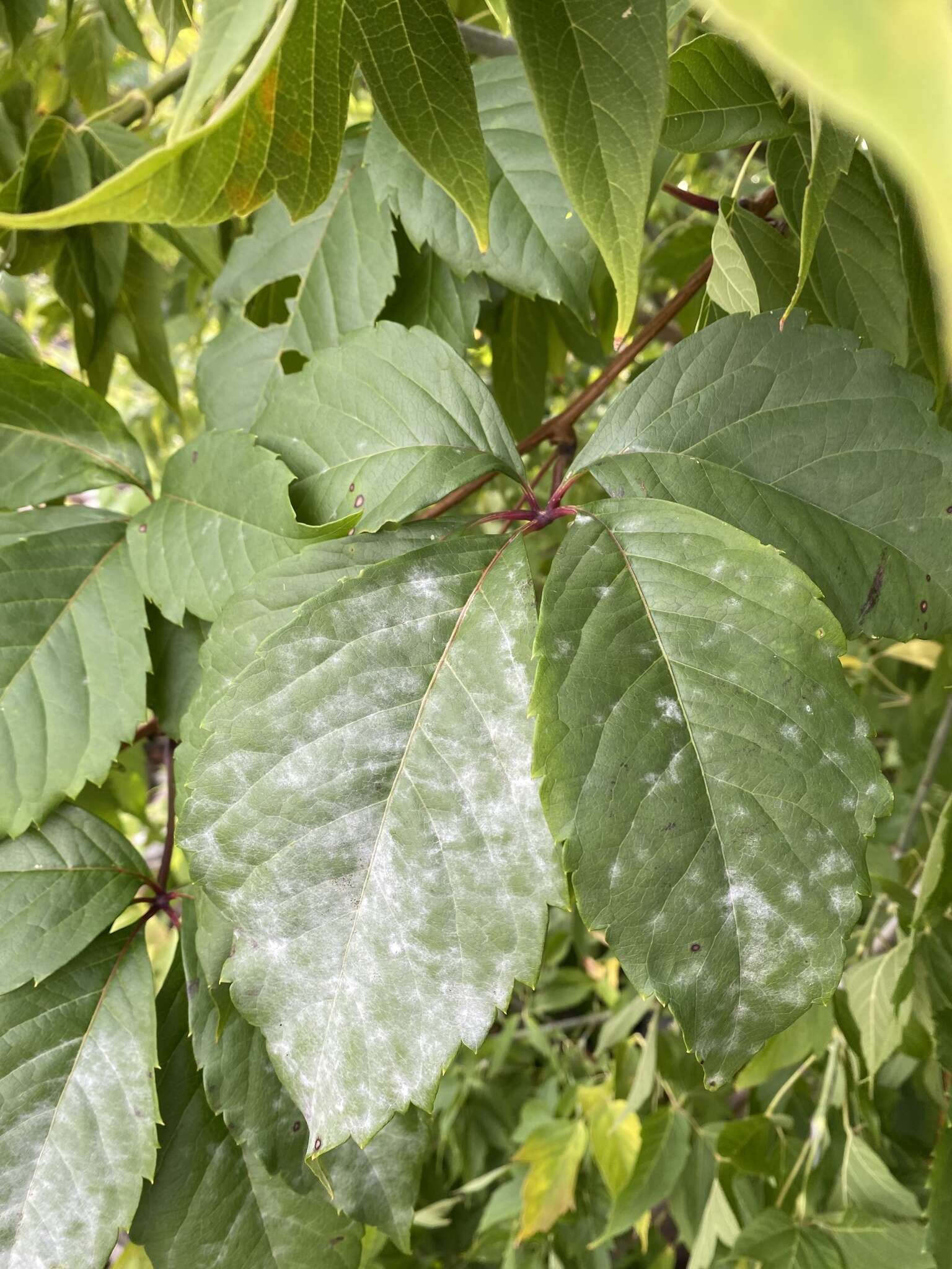 Image of Grape Powdery Mildew