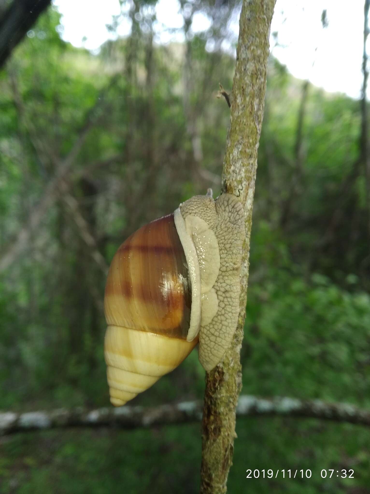 Image of Orthalicus maracaibensis