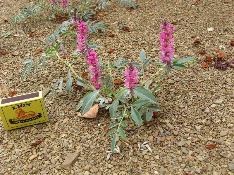 Image of Indigofera auricoma E. Mey.