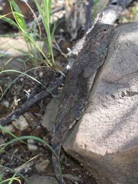 Image of Anchieta's Agama