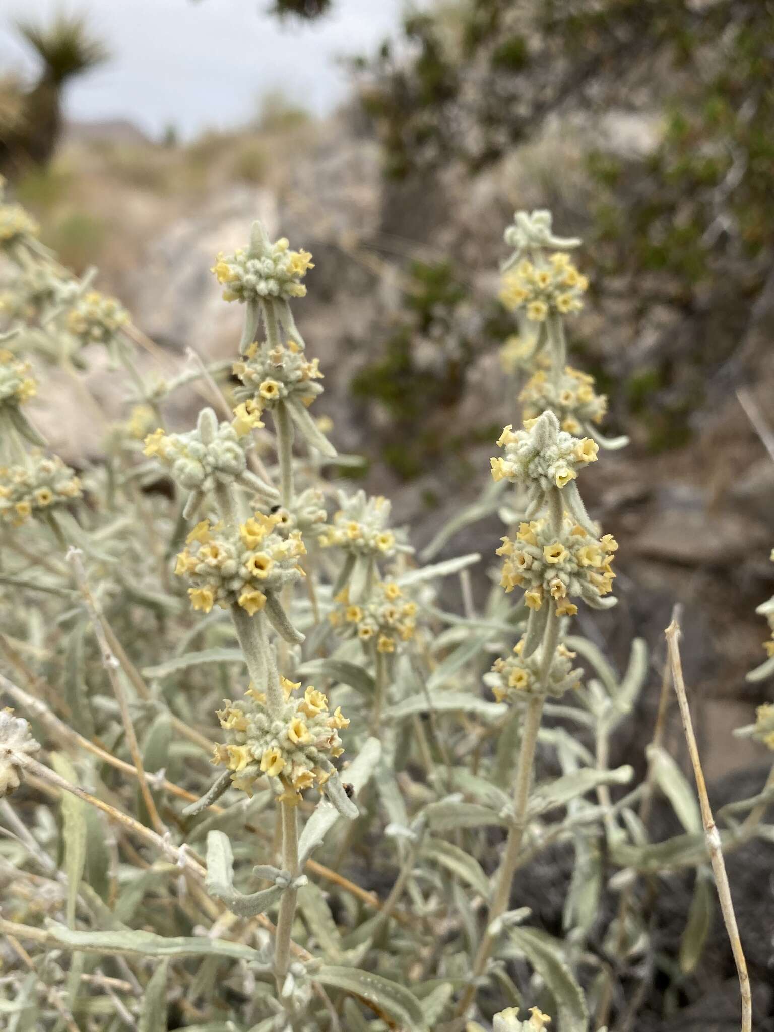 Image of Utah butterflybush