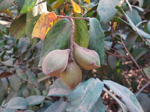 Image of Combretum carringtonianum Exell & Garcia